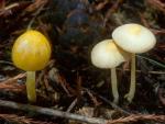 Bolbitius vitellinus - fungi species list A Z